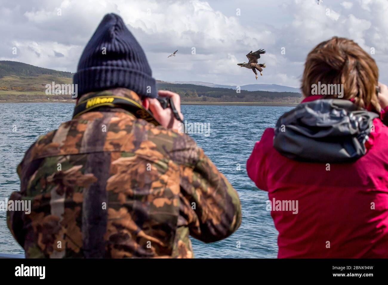Vue arrière homme et femme, photographie de l'aigle de mer à queue blanche (Haliaeetus albicilla), prise de poissons, île de Mull, Argyll et Bute, Écosse, Royaume-Uni, mai. Banque D'Images
