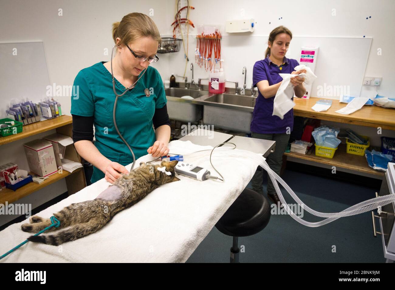 Vétérinaires à Morven Veterinary Practice préparant un jeune hybride écossais de chat sauvage (Felis silvestris grampia) chat croisé de férus (Felis catus) pour le neutering, A Banque D'Images