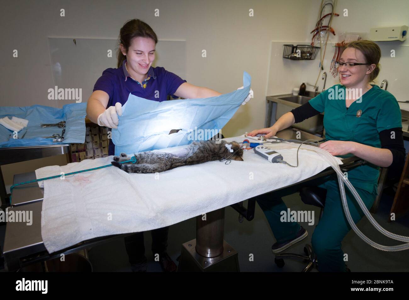 Vétérinaires à Morven Veterinary Practice préparant un jeune hybride écossais de chat sauvage (Felis silvestris grampia) et de chat sauvage (Felis catus) pour le neutering, Abe Banque D'Images