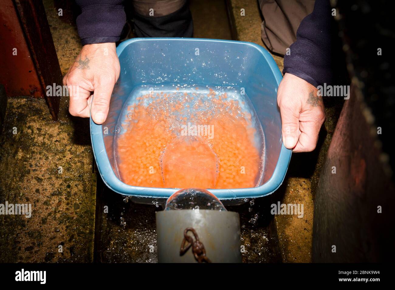 Biologiste lavant des œufs de saumon de l'Atlantique (Salmo salar) fraîchement fertilisés, une partie importante du processus qui les empêche d'être étouffés, le sable Banque D'Images