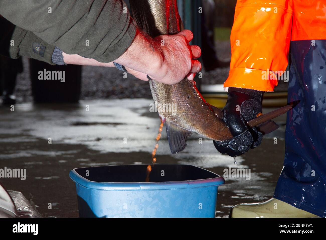 Collecte d'oeufs de saumons atlantiques sauvages (Salmo salar) femelles pour frayer dans des conditions contrôlées, écloserie de Sandbank, Glenlivet, Moray, Écosse Banque D'Images