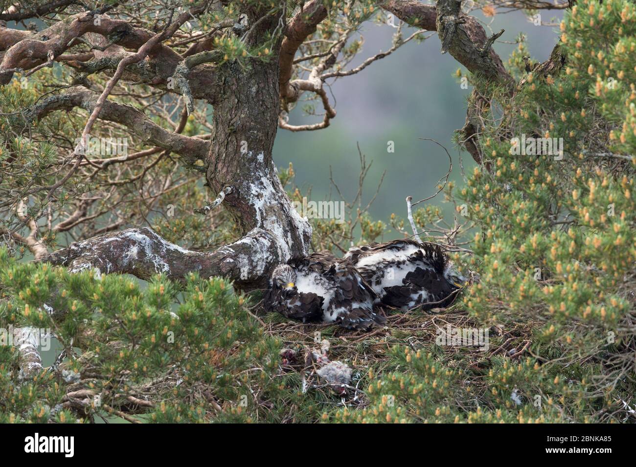 Aigle doré (Aquila chrysaetos) deux poussins nichent dans un pin, Écosse, Royaume-Uni. Juin Banque D'Images