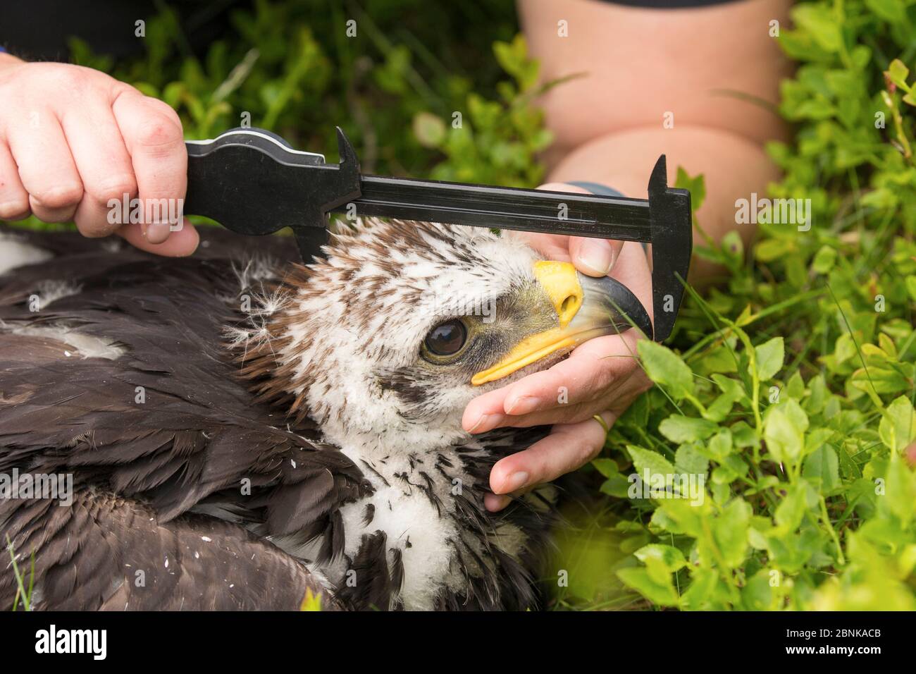 Chercheur scientifique mesurant la taille de la tête de Golden Eagle Chick (Aquila chrysaetos) , Écosse, Royaume-Uni. Banque D'Images