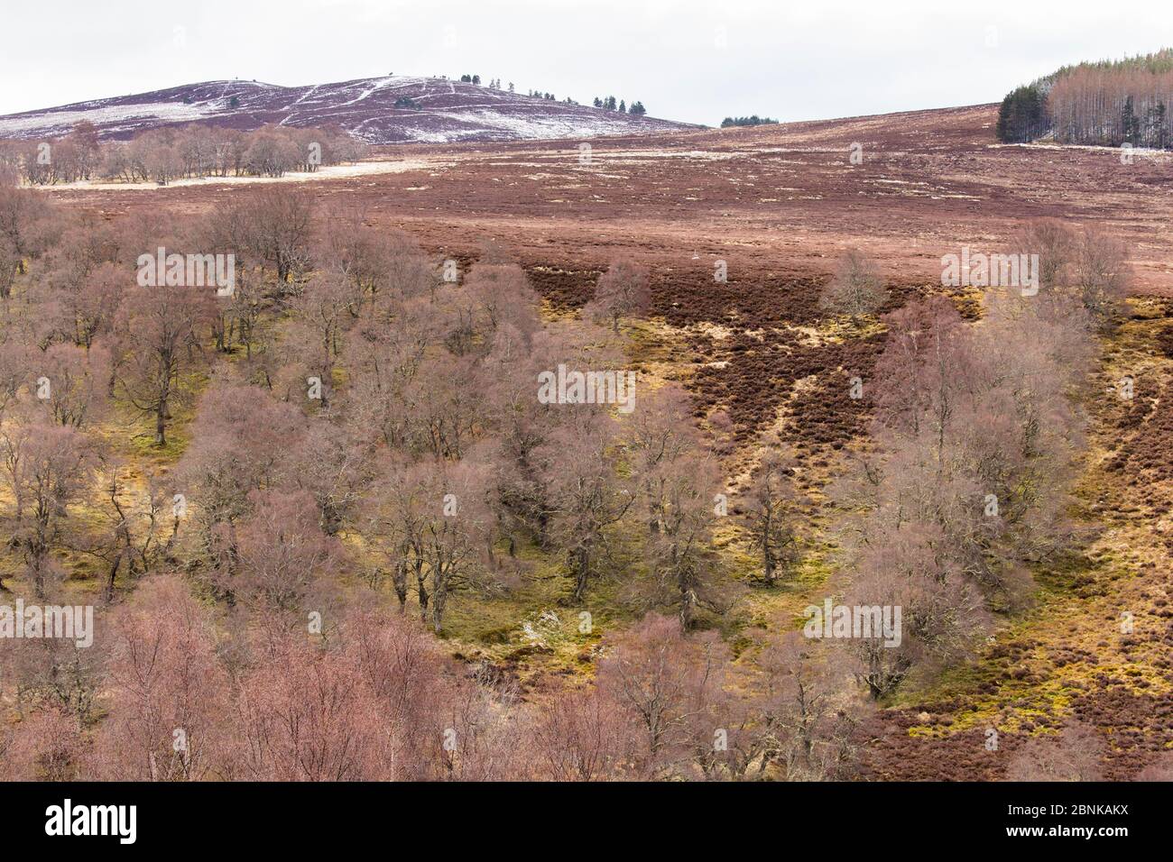 Arbres de bouleau argenté (Betula pendula) à la fin de l'hiver, poussant sur le bord de la lande de bruyère sur le domaine de hautes terres, Écosse, Royaume-Uni, avril. Banque D'Images