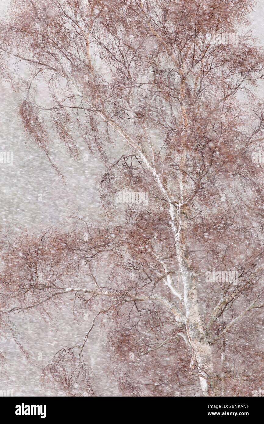Branches d'arbre de bouleau argenté (Betula pendula) soufflant dans le blizzard, Écosse. Avril Banque D'Images