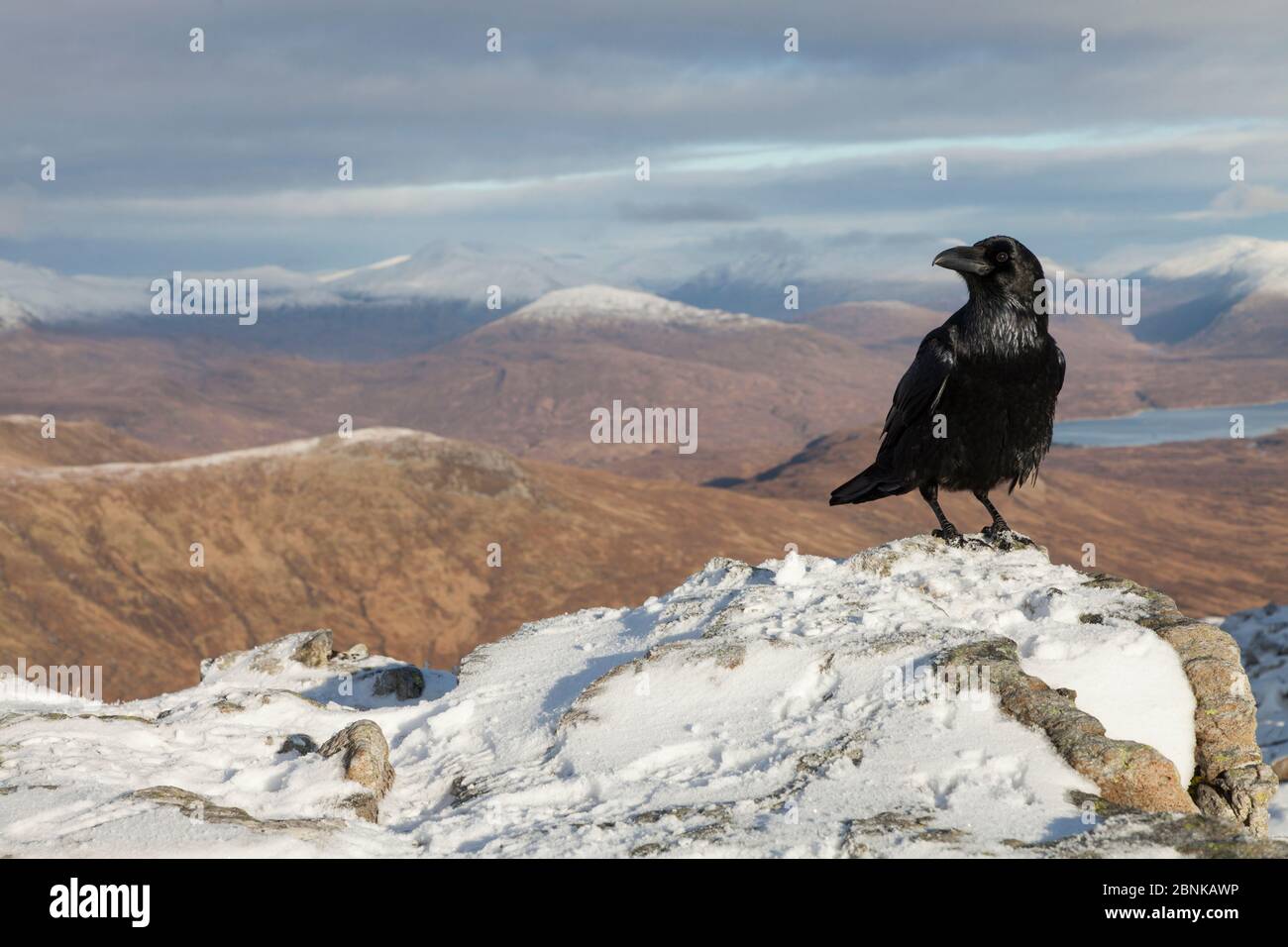 Corbeau (Corvus corax) perché sur le sommet de cairn à Glen COE, Écosse, novembre. Banque D'Images