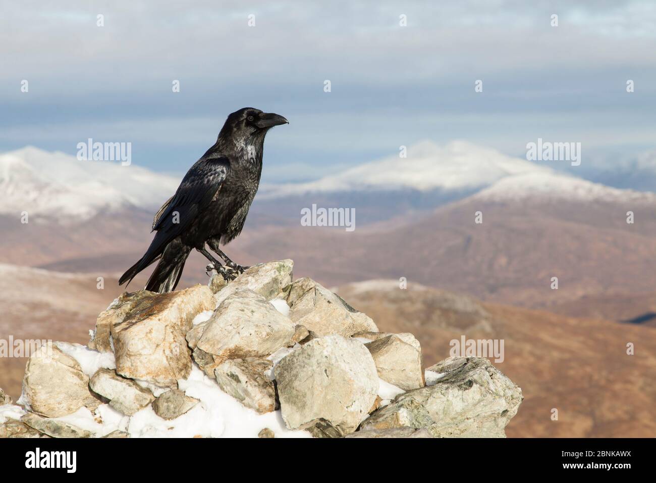 Corbeau (Corvus corax) perché sur le sommet cairn à Glen COE, Écosse, Royaume-Uni, novembre. Banque D'Images
