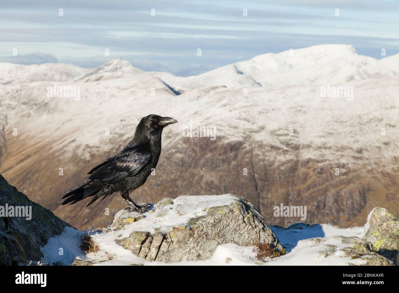 Corbeau (Corvus corax) perché sur le sommet cairn à Glen COE, Écosse, Royaume-Uni, novembre. Banque D'Images