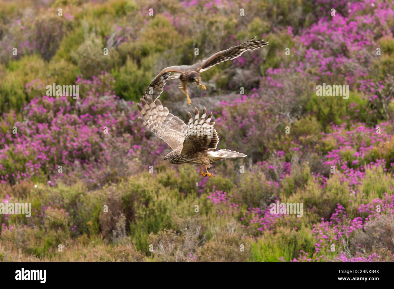 Hen Harrier (Circus cyaneus) adulte femelle et poussin à part récente dans l'habitat des landes, Écosse, Royaume-Uni. Juillet. Banque D'Images