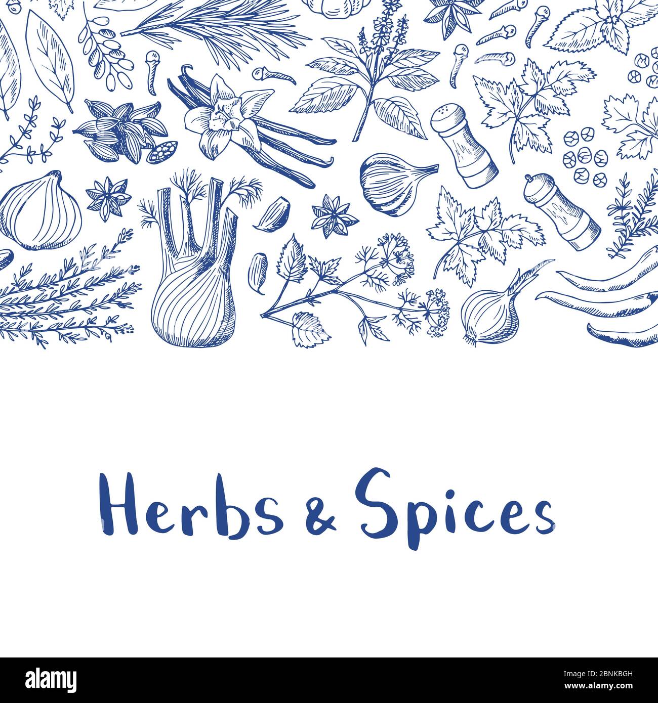 Fond vectoriel d'herbes et d'épices dessinées à la main avec place pour l'illustration du texte Illustration de Vecteur