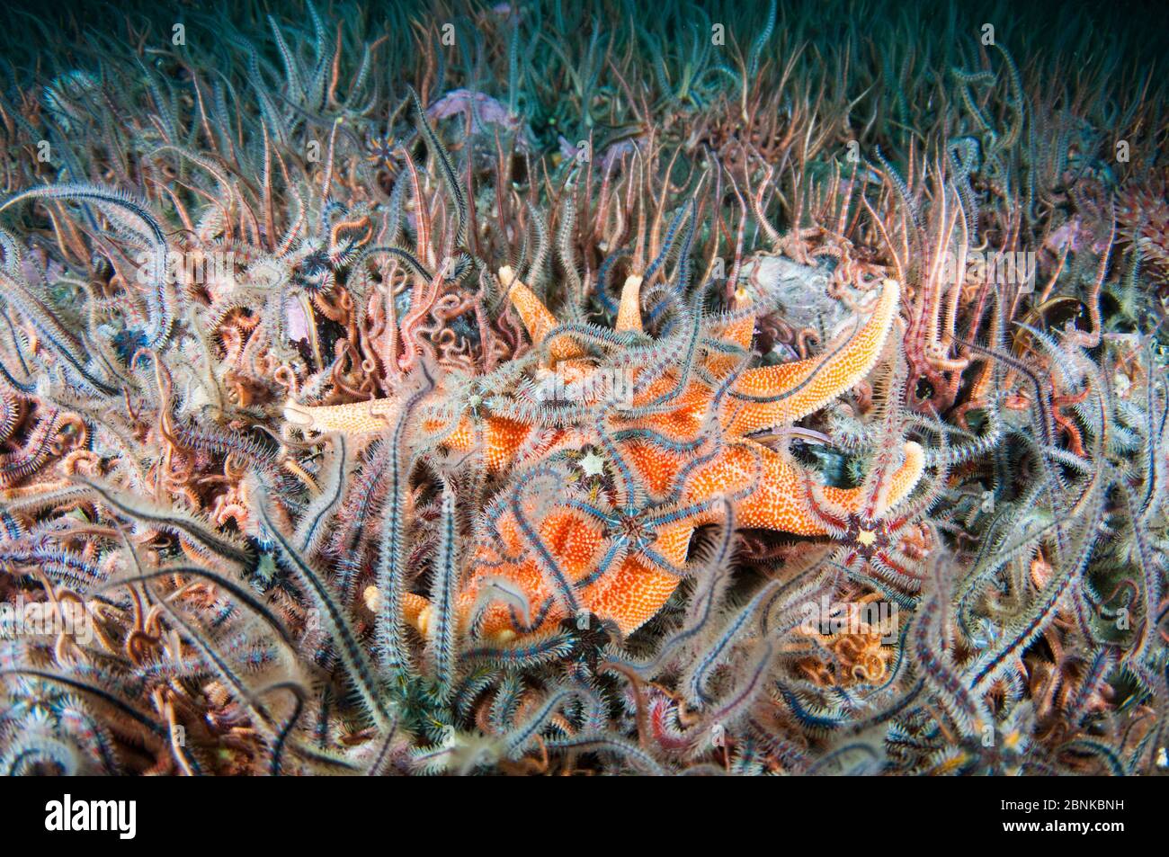 Étoile jaune du soleil (Solaster endeca) entourée de brittlestars (Ophiothrix fragilis), Shetland, Écosse, septembre. Banque D'Images