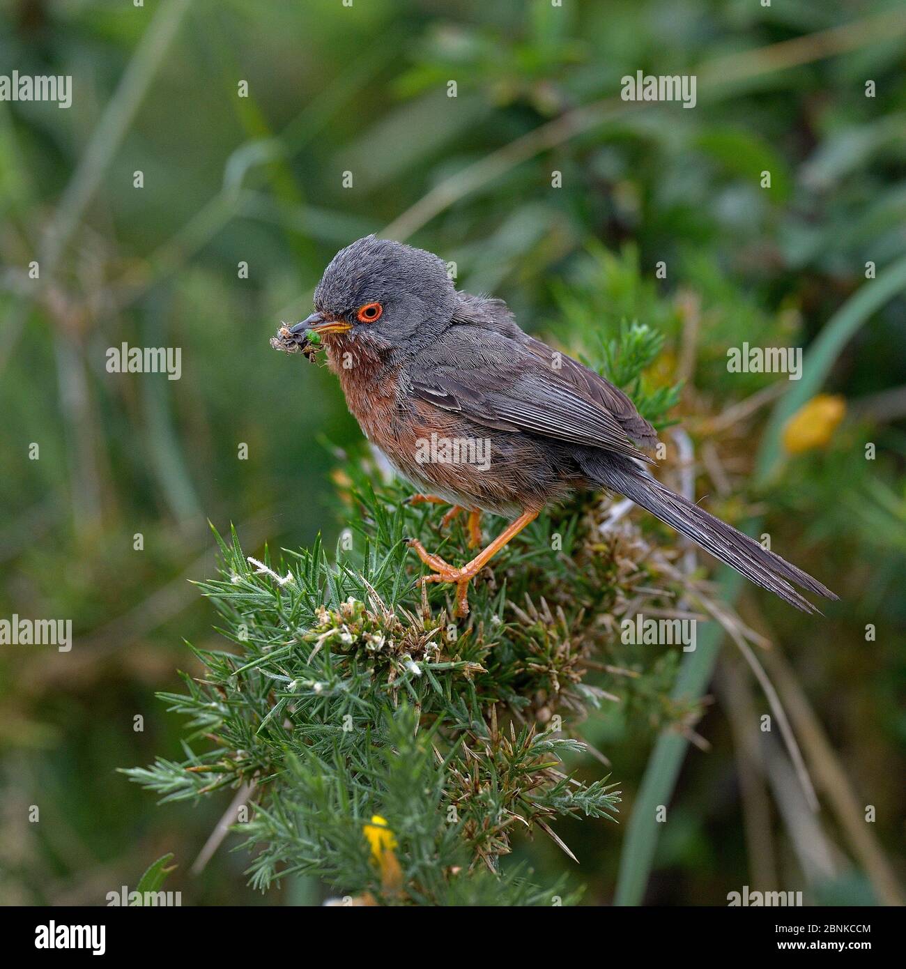 Dartford Warbler (Sylvia undata) sur une branche avec proie, Bretagne, France, juin Banque D'Images