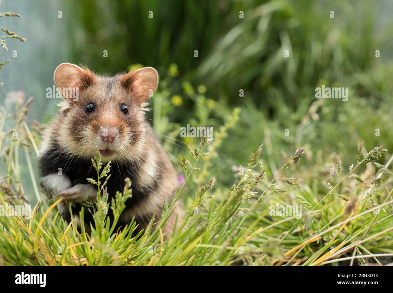 Hamster européen (Cricetus cricetus) dans un pré, en captivité. Banque D'Images