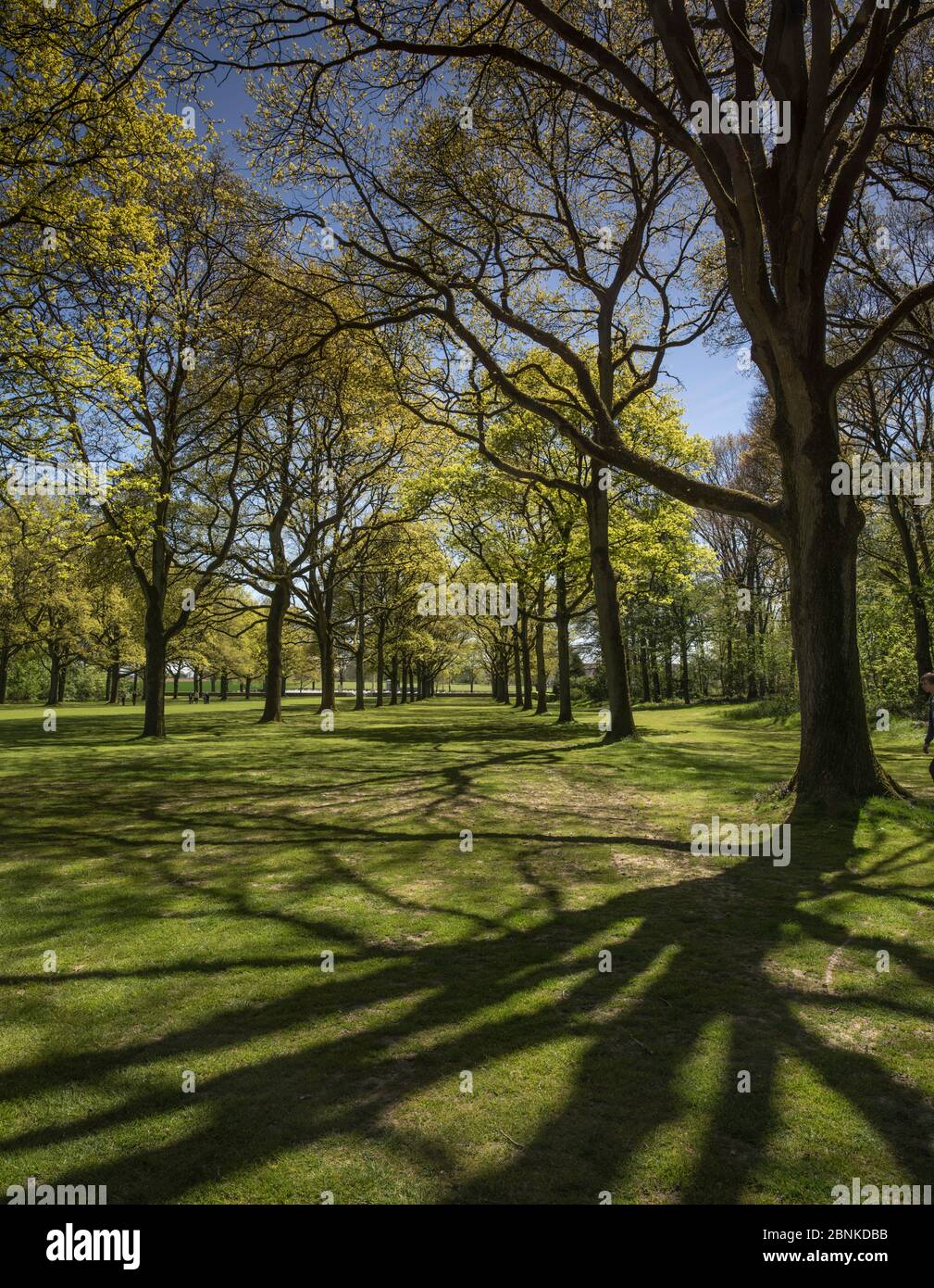 Woodland dans le Mémorial sud-africain dédié aux soldats sud-africains qui ont perdu la vie pendant la première Guerre mondiale, Longueval, somme, Picardie, France, M Banque D'Images