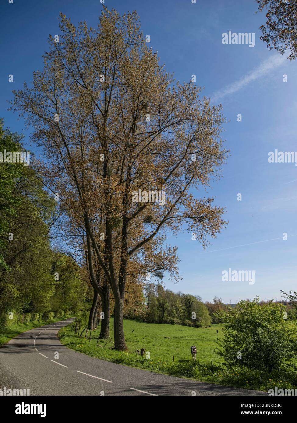 Route par Hesdin, Pas de Calais, France, Banque D'Images