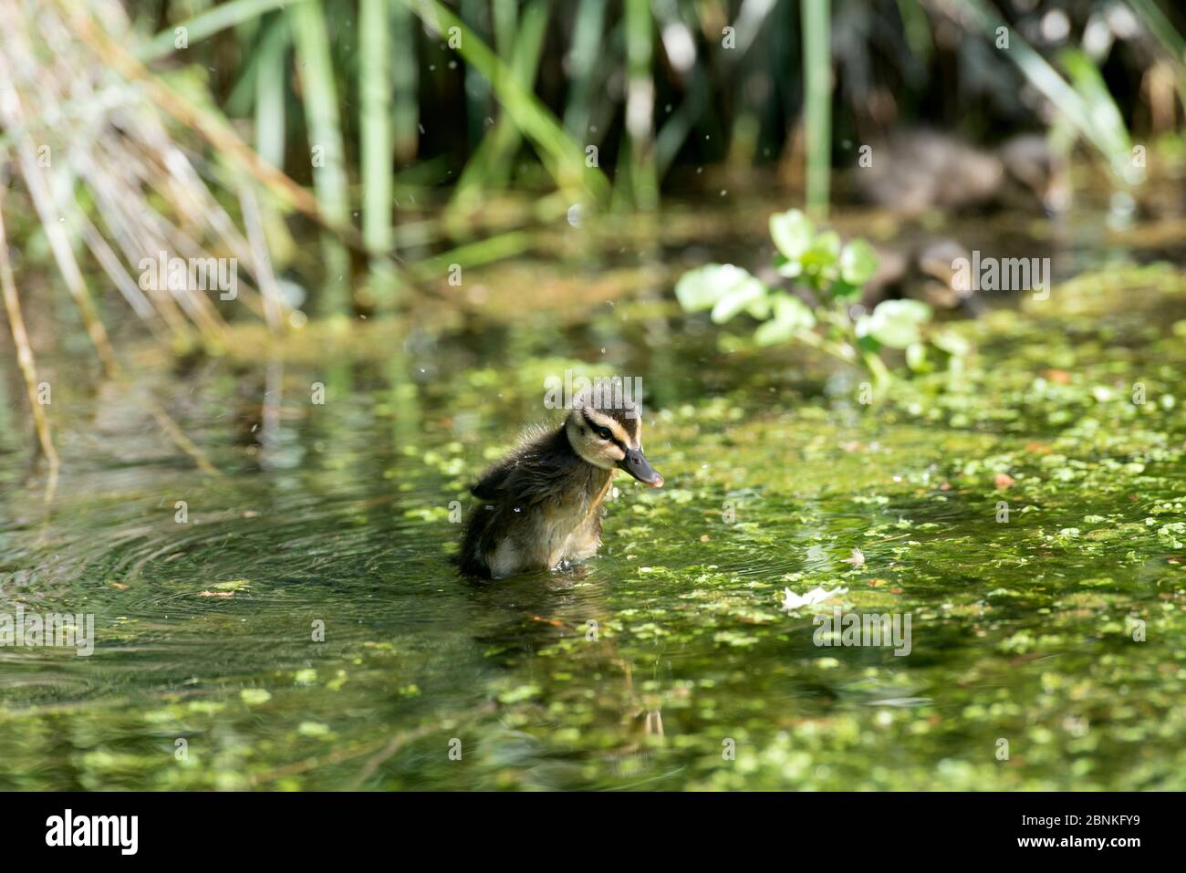 Canard colvert, canard (Anas plathyrhynchos), France Banque D'Images