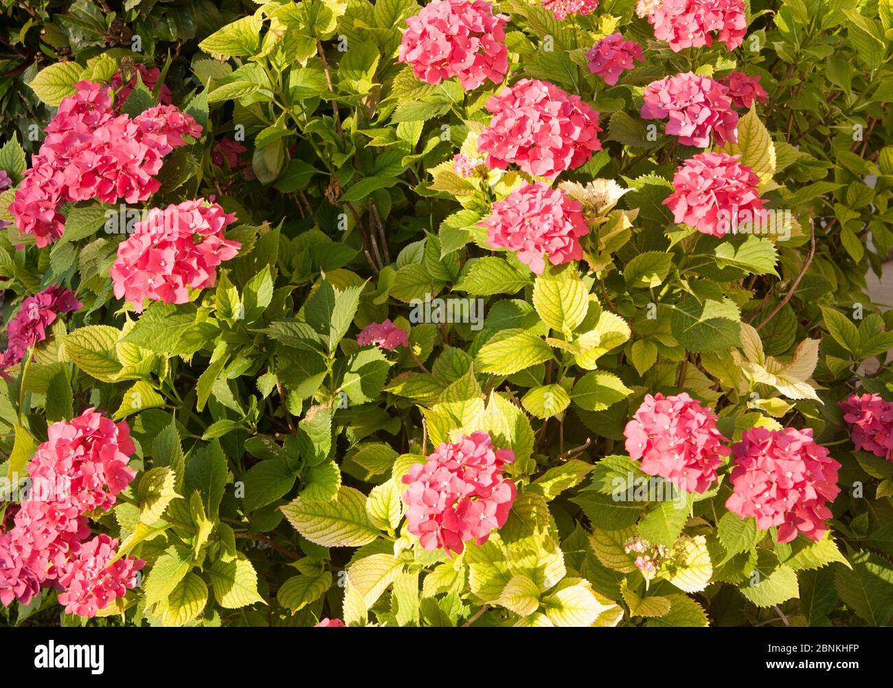 Fleur d'hortensia de couleur rose sur branche avec feuilles vertes. Banque D'Images