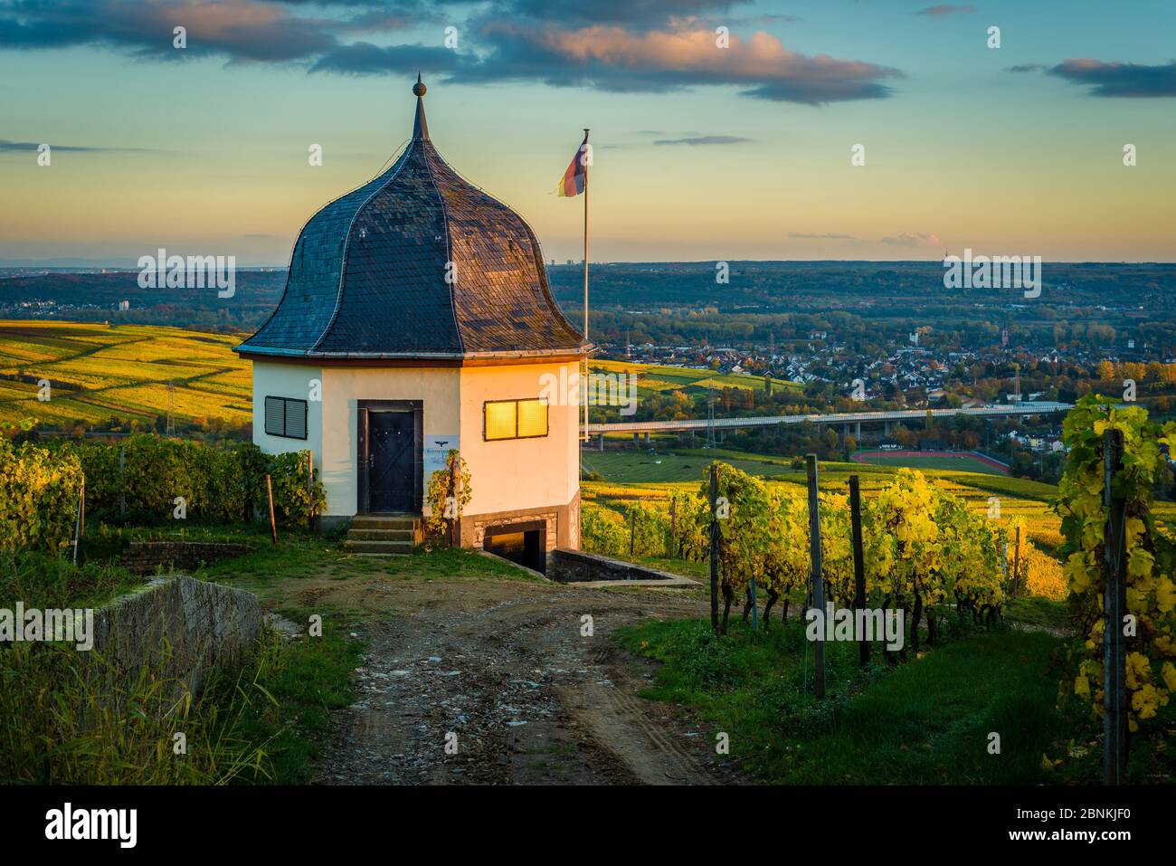 Maison de vignoble sur le Bubenhäuser Höhe dans le Rheingau, entre Rauenthal et Eltville, partie des caves de vinification de l'État de Hessian Monastère d'Eberbach, ambiance d'automne dans le mois d'octobre doré, Banque D'Images