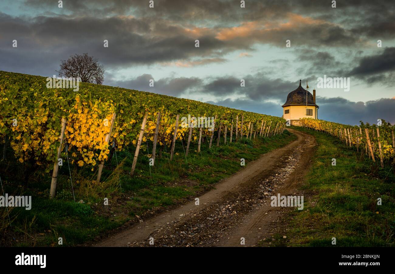 Maison de vignoble sur le Bubenhäuser Höhe dans le Rheingau, entre Rauenthal et Eltville, partie des caves de vinification de l'État de Hessian Monastère d'Eberbach, ambiance d'automne dans le mois d'octobre doré, Banque D'Images
