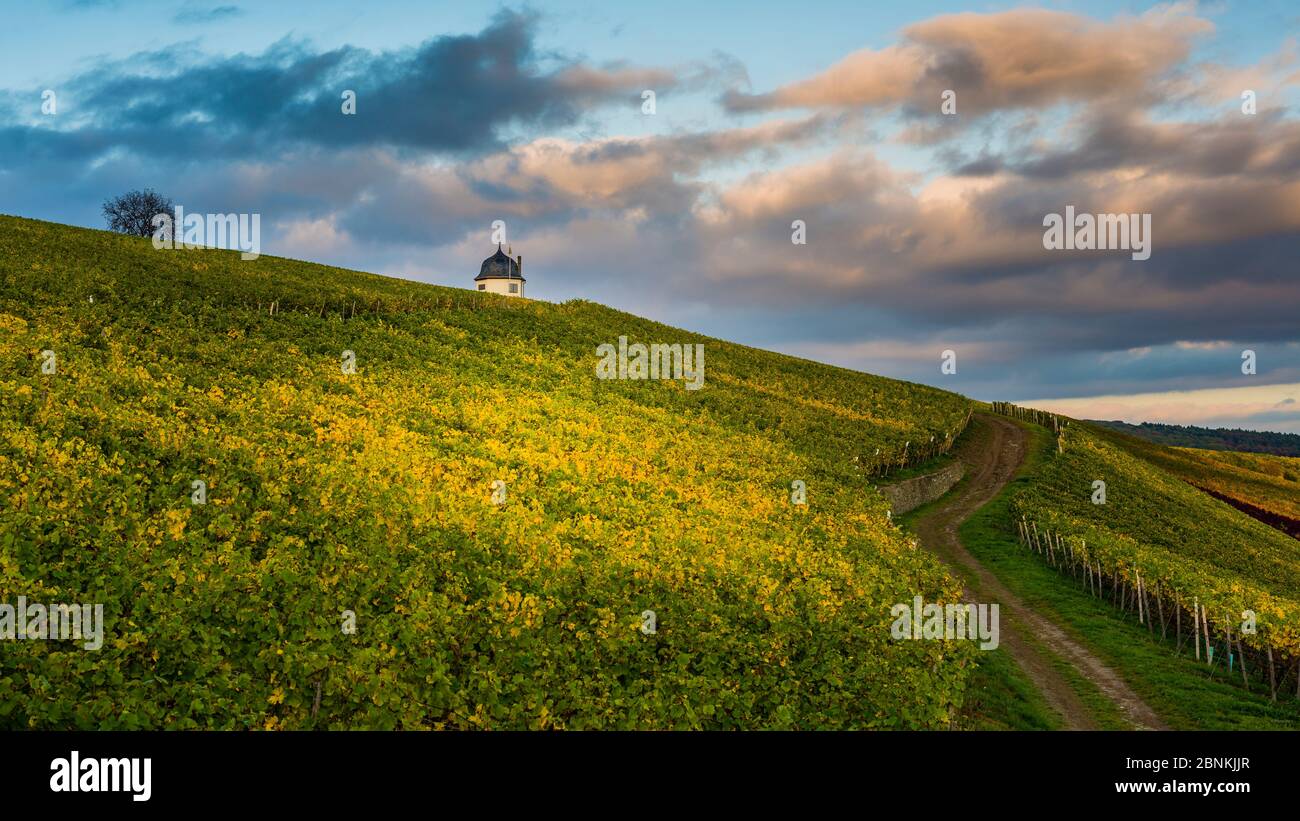 Maison de vignoble sur le Bubenhäuser Höhe dans le Rheingau, entre Rauenthal et Eltville, partie des caves de vinification de l'État de Hessian Monastère d'Eberbach, ambiance d'automne dans le mois d'octobre doré, Banque D'Images