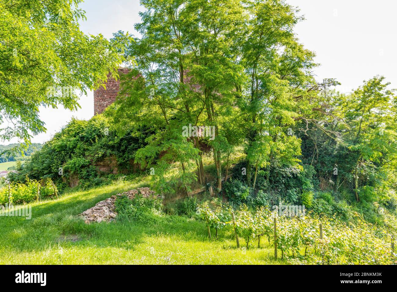 Castro Weitersheim, ruines du château de Gutenburg, près de Gutenberg, château de colline avec cage à anneau, vignoble autour de la colline du château, Banque D'Images