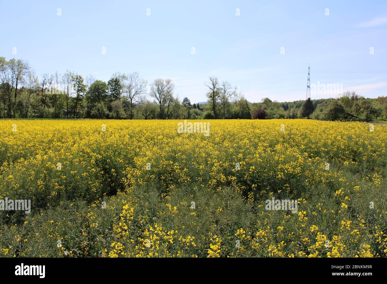 champ de floraison jaune Banque D'Images