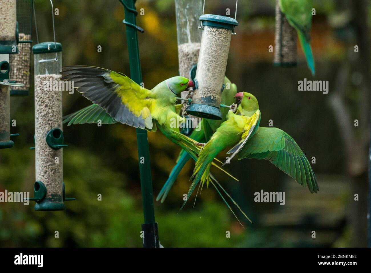 Perruches à rosier (Psittacula krameri) qui s'écrasent sur le mangeoire à oiseaux. Londres, Royaume-Uni. Banque D'Images