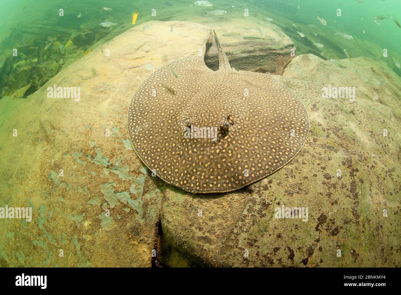 River stingray (Potamotrygon sp) de la rivière Formoso, bonite, Mato Grosso do Sul, Brésil Banque D'Images