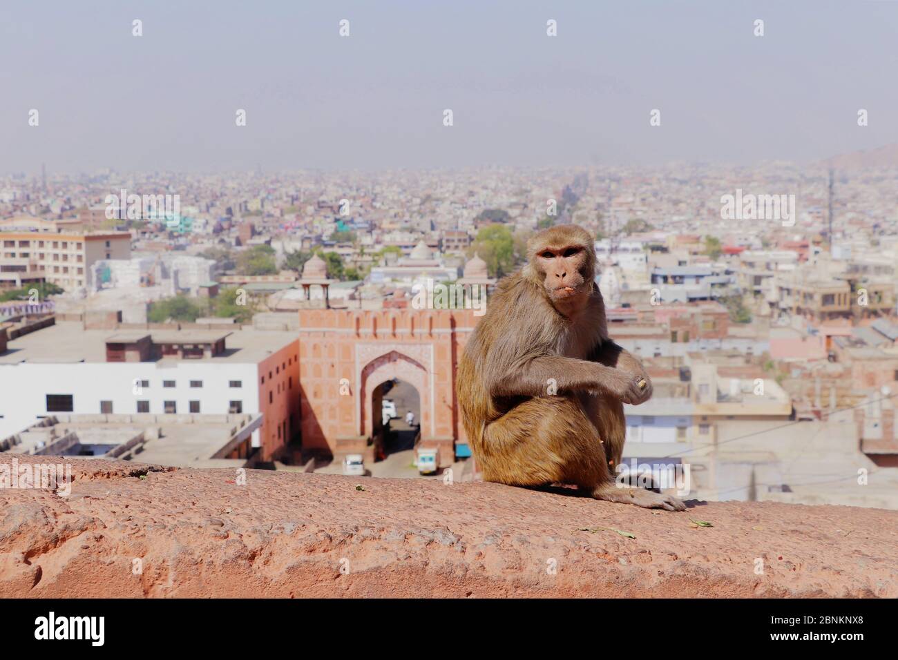 Singe à l'extérieur du Temple des singes à Jaipur, en Inde Banque D'Images