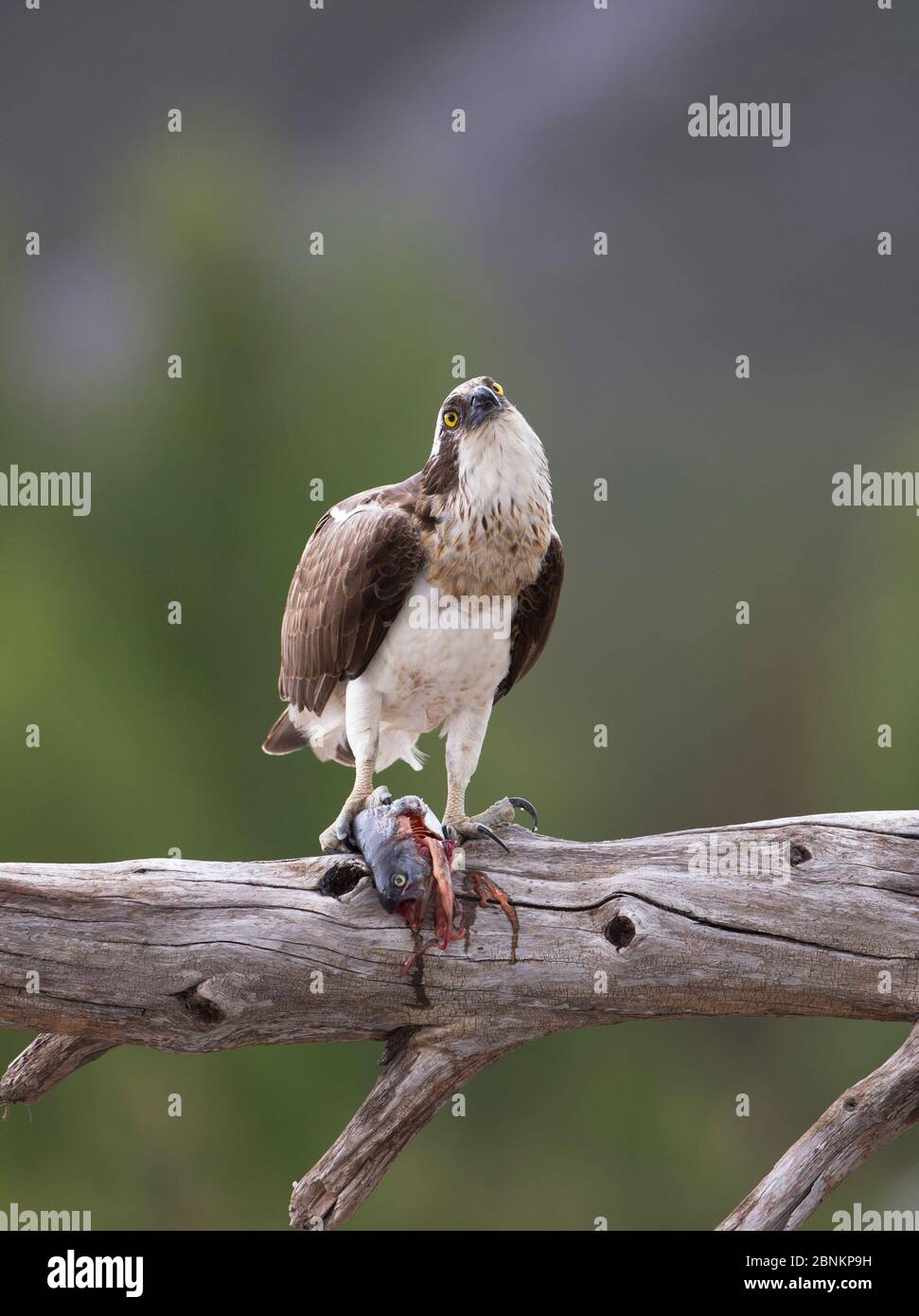 Osprey (Pandion haliatus) se nourrissant de poissons, perchés sur la branche, Glenfeshie, Parc national de Cairngorms, Écosse, Royaume-Uni, juin. Banque D'Images