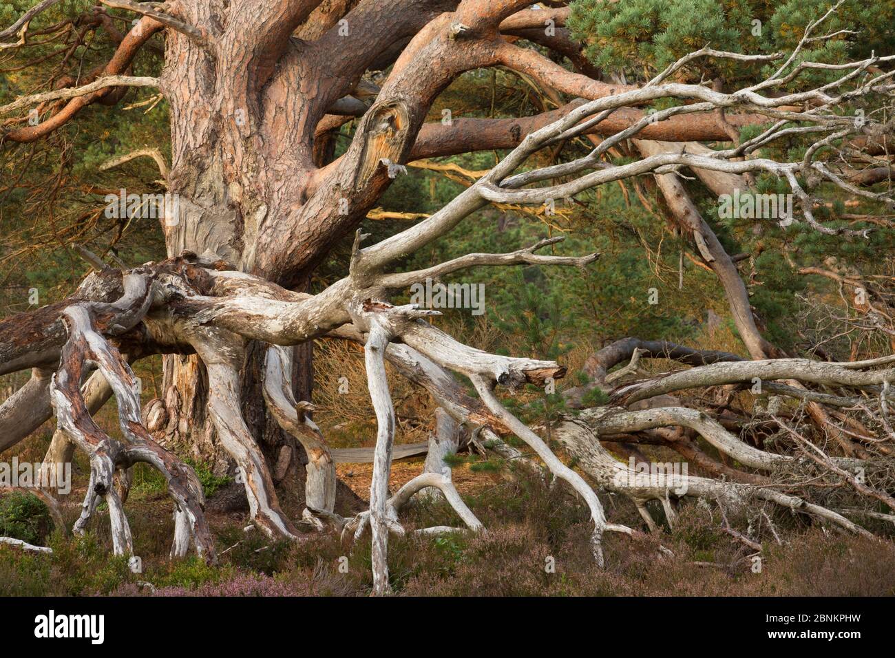 Rameaux morts enchevêtrés des anciens combattants le pin sylvestre (Pinus sylvestris), Rothiemurchus Forest, parc national de Cairngorms, en Écosse, au Royaume-Uni, en septembre. Banque D'Images