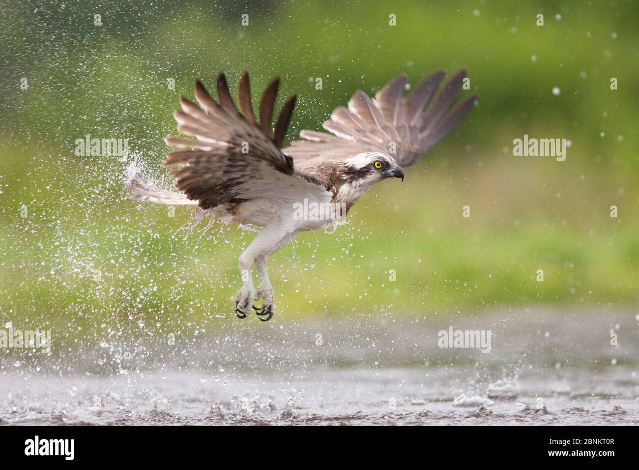 Osprey (Pandion haliatus) survolant l'eau, Rothiemurchus, parc national de Cairngorms, Écosse, Royaume-Uni, juillet. Banque D'Images