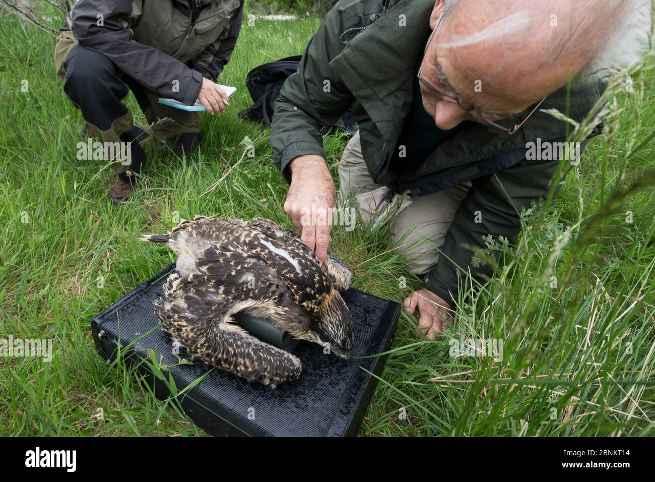 Oiseau sonnerie Roy Dennis sonnant Osprey (Pandion haliatus) poussin sous licence, Glenfeshie, Parc national de Cairngorms, Écosse, Royaume-Uni, juillet 2015. Banque D'Images