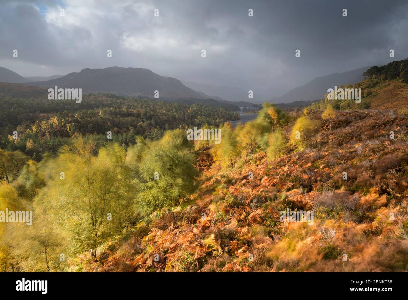 Voir l'ouest le long de Loch Affric à Kintail hills, Glen Affric National Nature Rerserve, Écosse, Royaume-Uni, octobre 2015. Banque D'Images