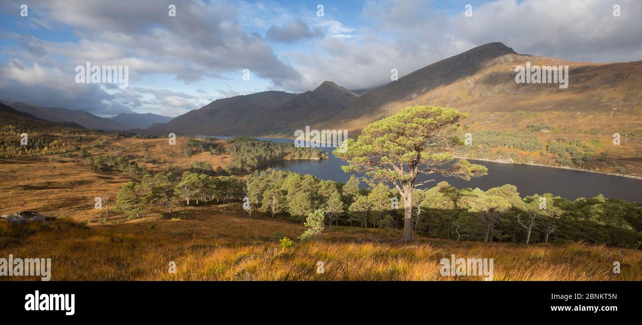 Vue sur forêt en régénération aux côtés de Loch Affric, réserve naturelle nationale de Glen Affric, Écosse, Royaume-Uni, octobre 2015. Banque D'Images