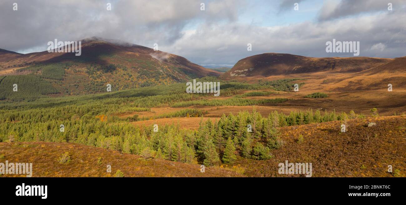 Vue sur la forêt de Glenmore vers Ryvoan Pass, Parc National de Cairngorms, en Écosse, au Royaume-Uni, en octobre 2015. Banque D'Images