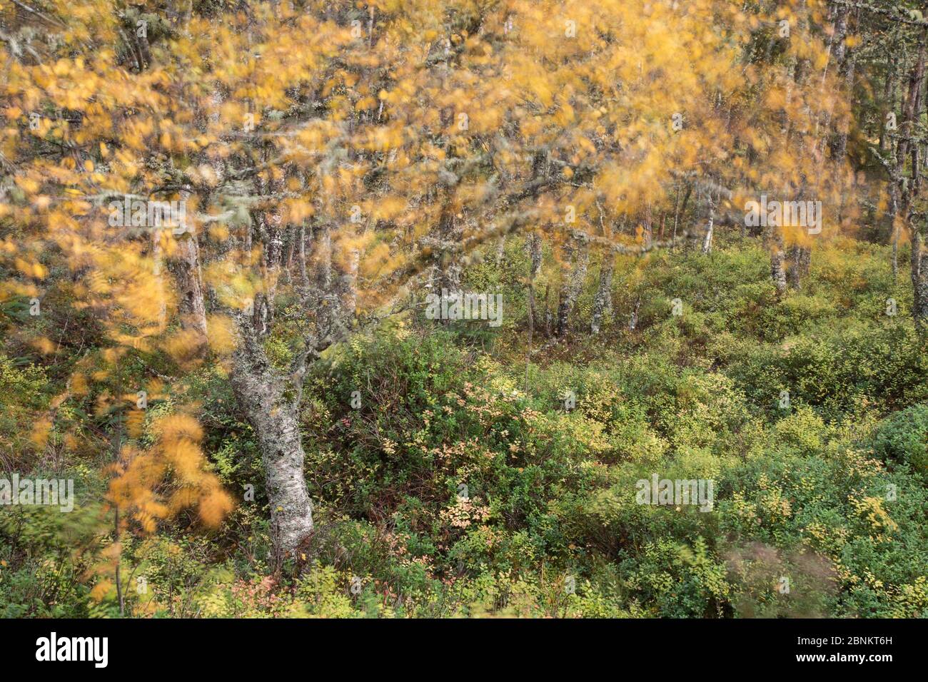 Bouleau argenté (Betula pendula) soufflant dans la brise, Creag Meagaidh National nature Reserve, Highland, Écosse, Royaume-Uni, octobre. Banque D'Images