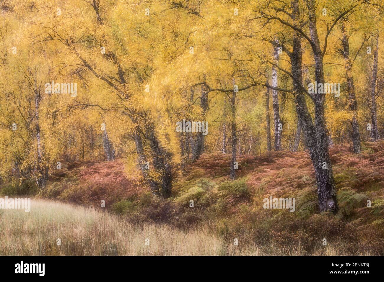 Forêt de bouleau, Réserve naturelle nationale de Craigellachie, Parc national de Cairngorms, Écosse, octobre 2015. Banque D'Images
