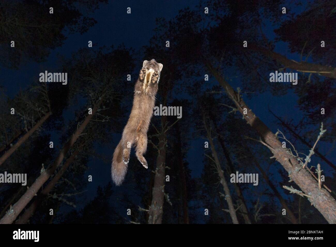 La martre de pin (Martes Martes) bondissant dans les bois de pin la nuit, Glenfeshie, parc national de Cairngorms, Écosse, Royaume-Uni, avril. Banque D'Images