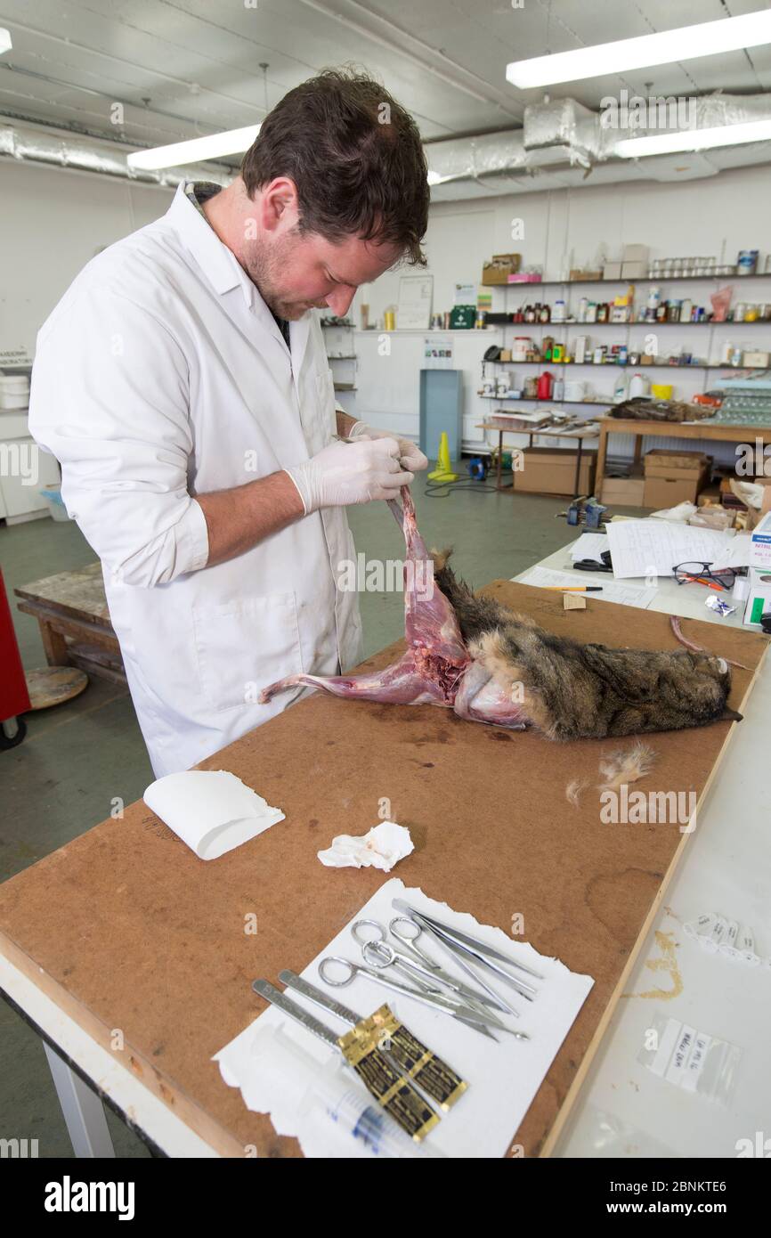 Examen post mortem du chat sauvage écossais (Felis silvestris grampia), probablement un hybride de chat domestique (Felis catus), Musée national d'Écosse, EDI Banque D'Images