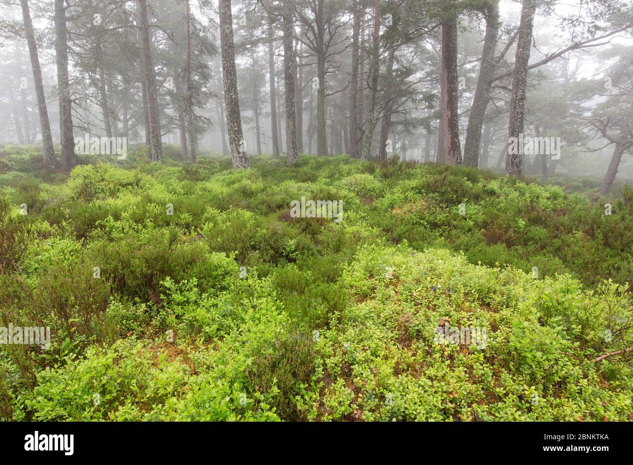 Tapis de Blaeberry (Vaccinium myrtillus) avec forêt de pin sylvestre (Pinus sylvestris) derrière, forêt de Rothiemurchus, parc national de Cairngorms, Écosse, Banque D'Images