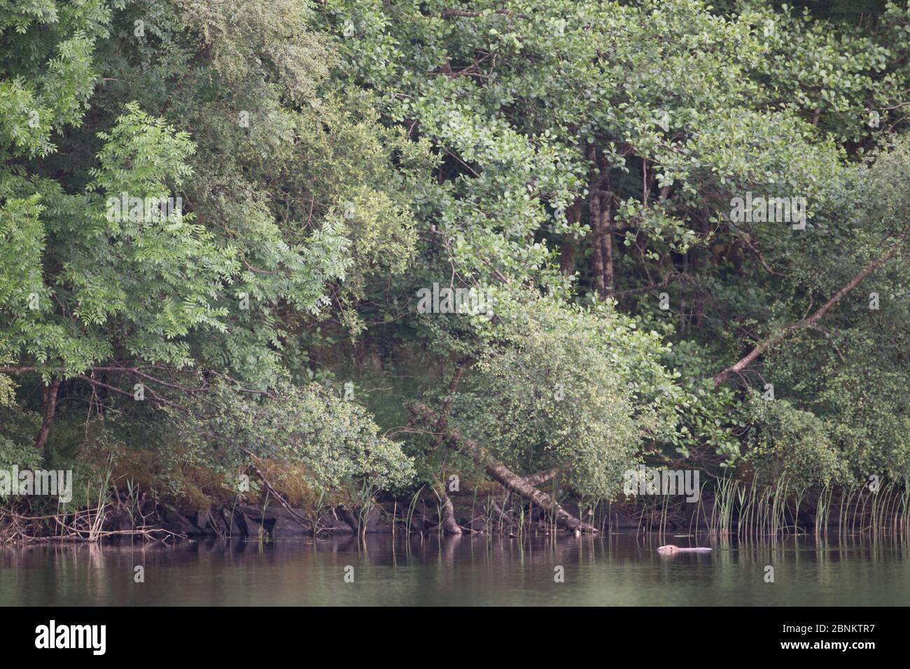 Castor eurasien (fibre de Castor) nageant à travers la forêt de lochan, forêt de Knapdale, Argyll, Écosse, Royaume-Uni, juin. Banque D'Images
