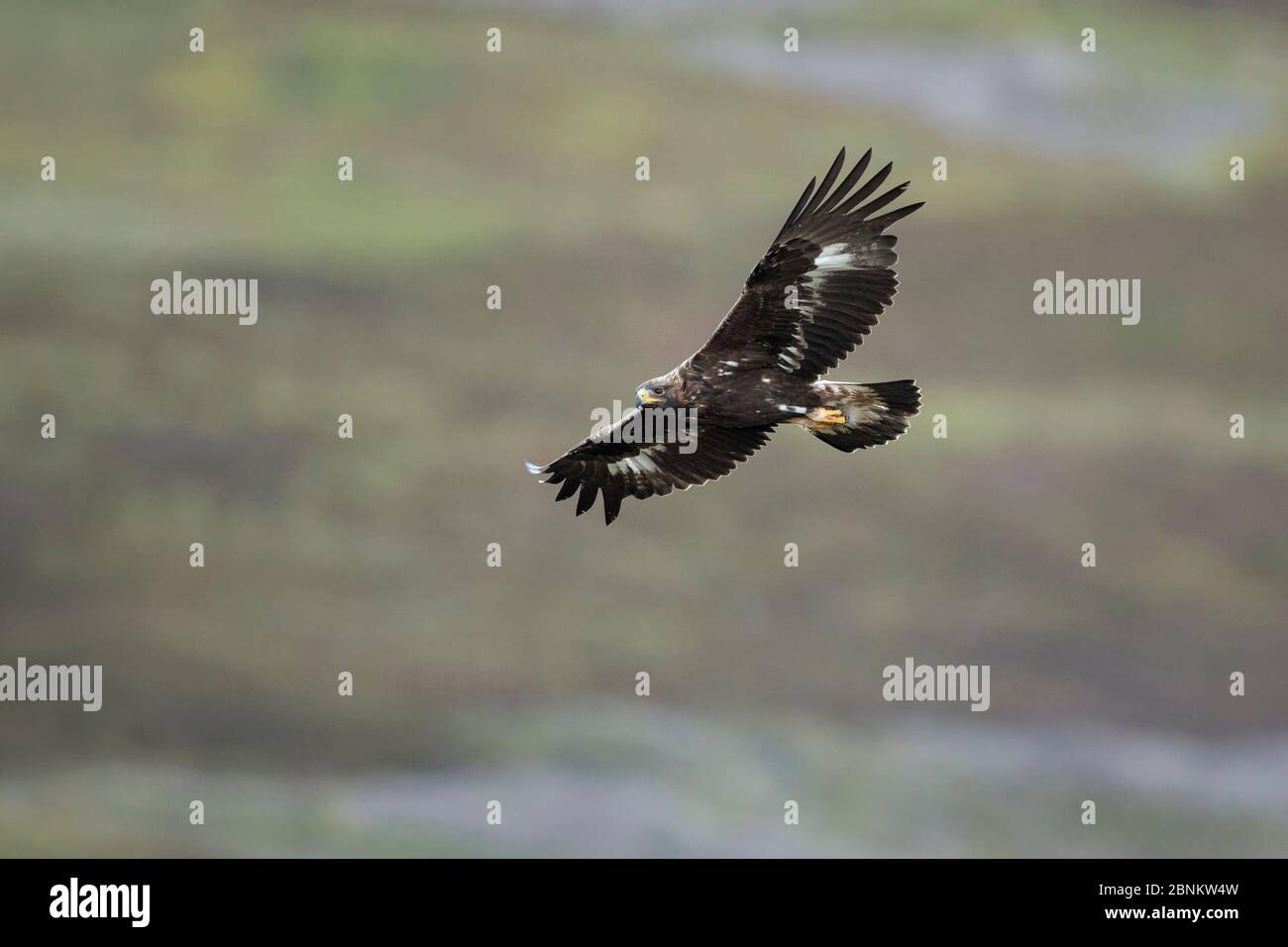 Aigle royal (Aquila chrysaetos), vol sous-adulte, Strathdenarn, Inverness-shire, Écosse, Royaume-Uni, août. Banque D'Images