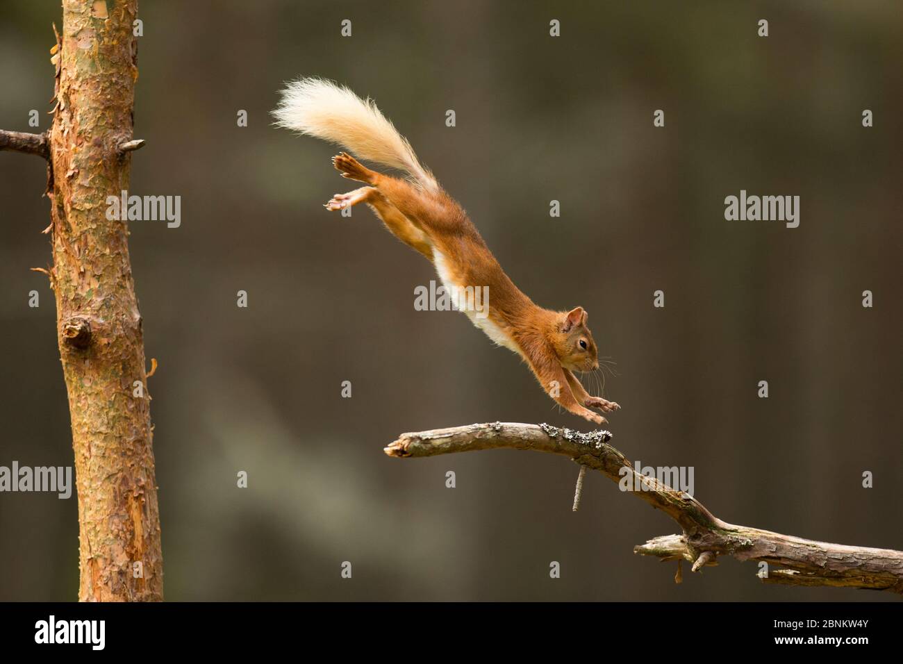 Écureuil roux (Sciurus vulgaris) sautant sur une branche de pins, parc national de Cairngorms, Écosse, Royaume-Uni, juin. Banque D'Images