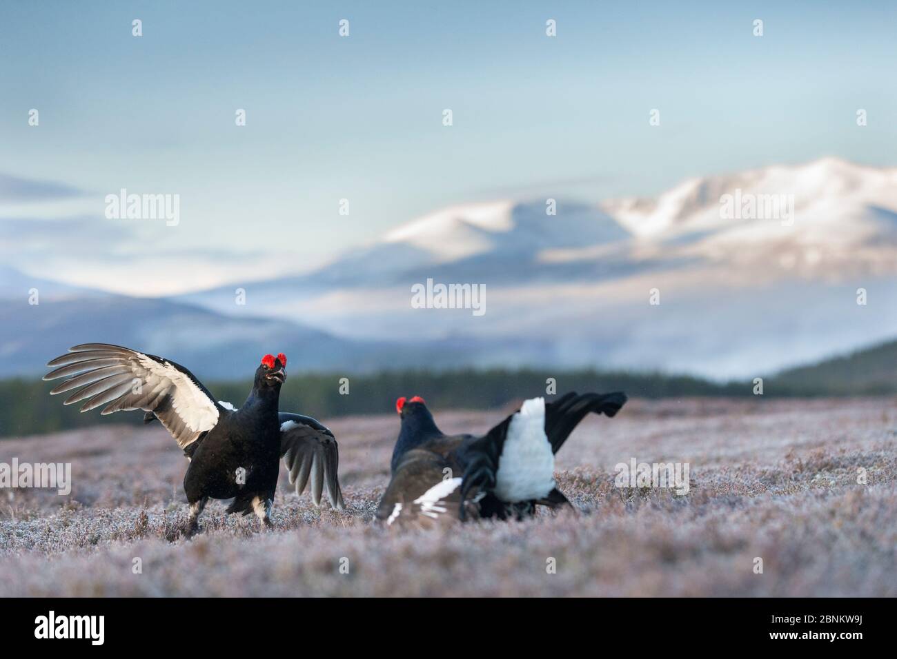 Deux mâles du tétras noir (Tetrao tetrix) se battant en lek avec une montagne enneigée en arrière-plan, Parc national de Cairngorms, Grampian, Écosse, Royaume-Uni, mai Banque D'Images
