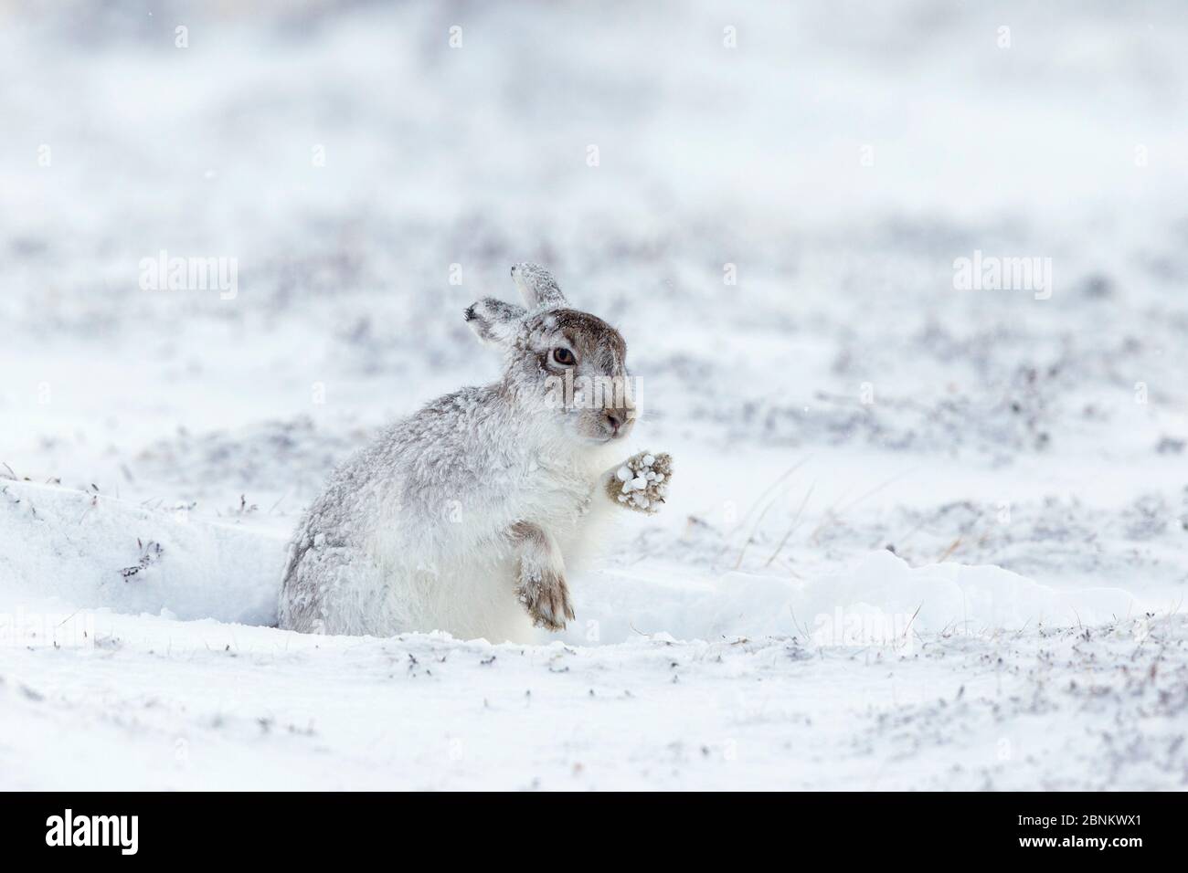 Lièvre (Lepus timidus) en hiver, pelage secouant la neige des pattes, Écosse, Royaume-Uni, mars. Banque D'Images