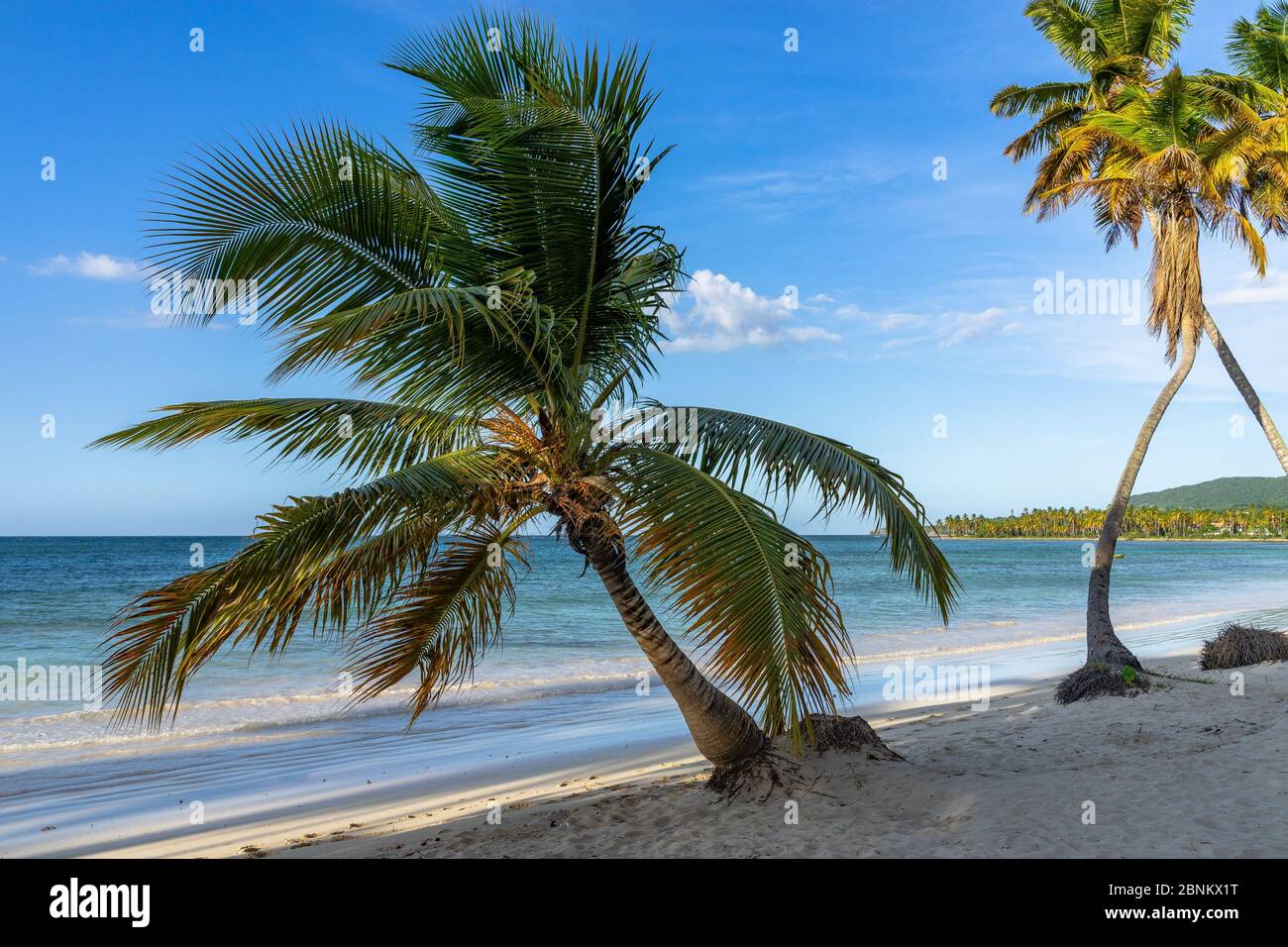 Caraïbes, grandes Antilles, République Dominicaine, Samaná, Las Galeras, palmiers sur la plage Playa Grande Banque D'Images
