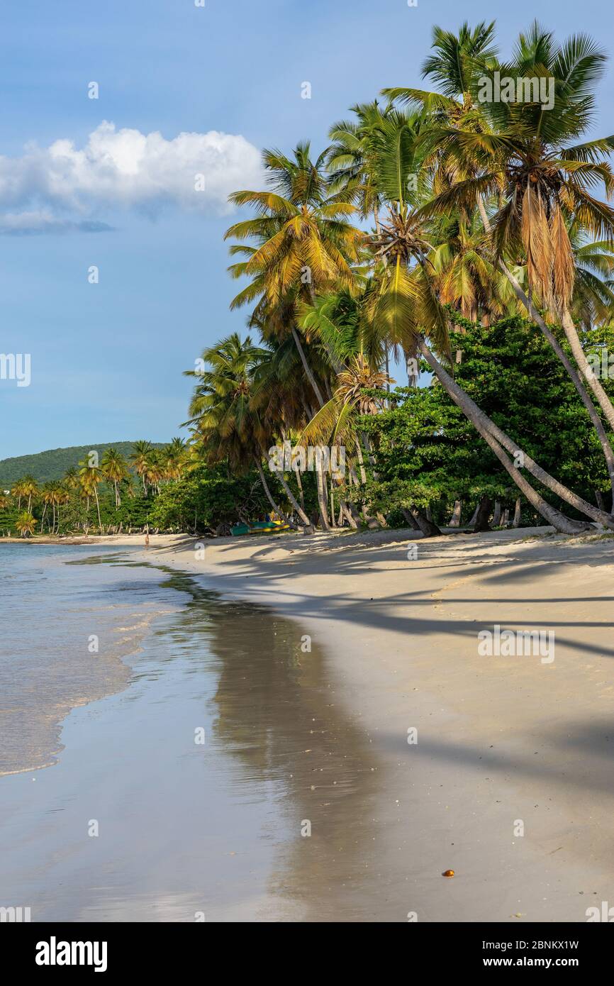 Caraïbes, grandes Antilles, République Dominicaine, Samaná, Las Galeras, Playa Grande plage à Las Galeras Banque D'Images