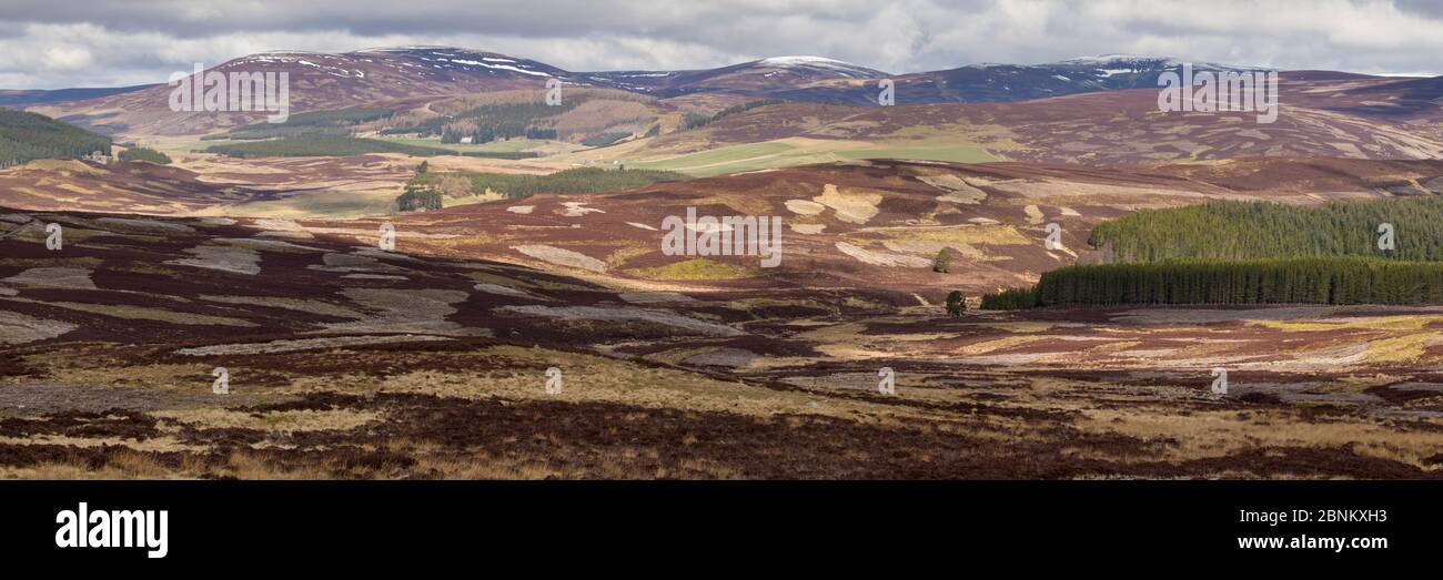 L'habitat mixte des hautes terres de lande de bruyère, l'exploitation commerciale des forêts et pâturages de moutons, The Glenlivet, le nord de l'Ecosse, Royaume-Uni, avril 2016. Banque D'Images