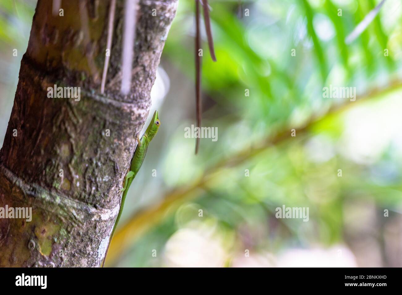 Amérique, Caraïbes, grandes Antilles, République dominicaine, Samaná, Las Terrenas, lézard sur un tronc d'arbre Banque D'Images